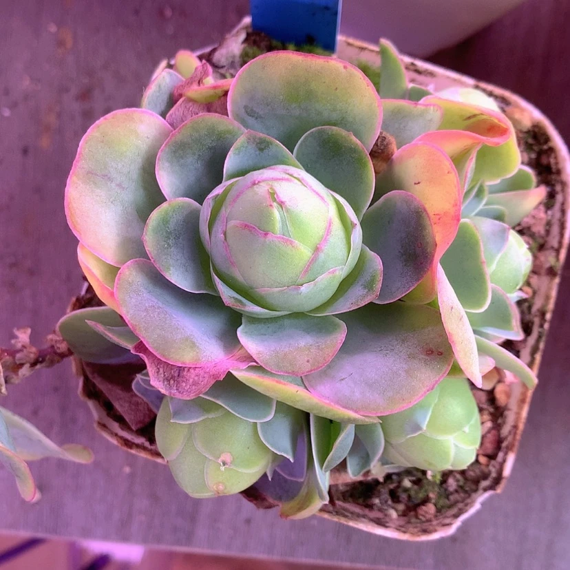 【闪购商品】阿*姐福利461