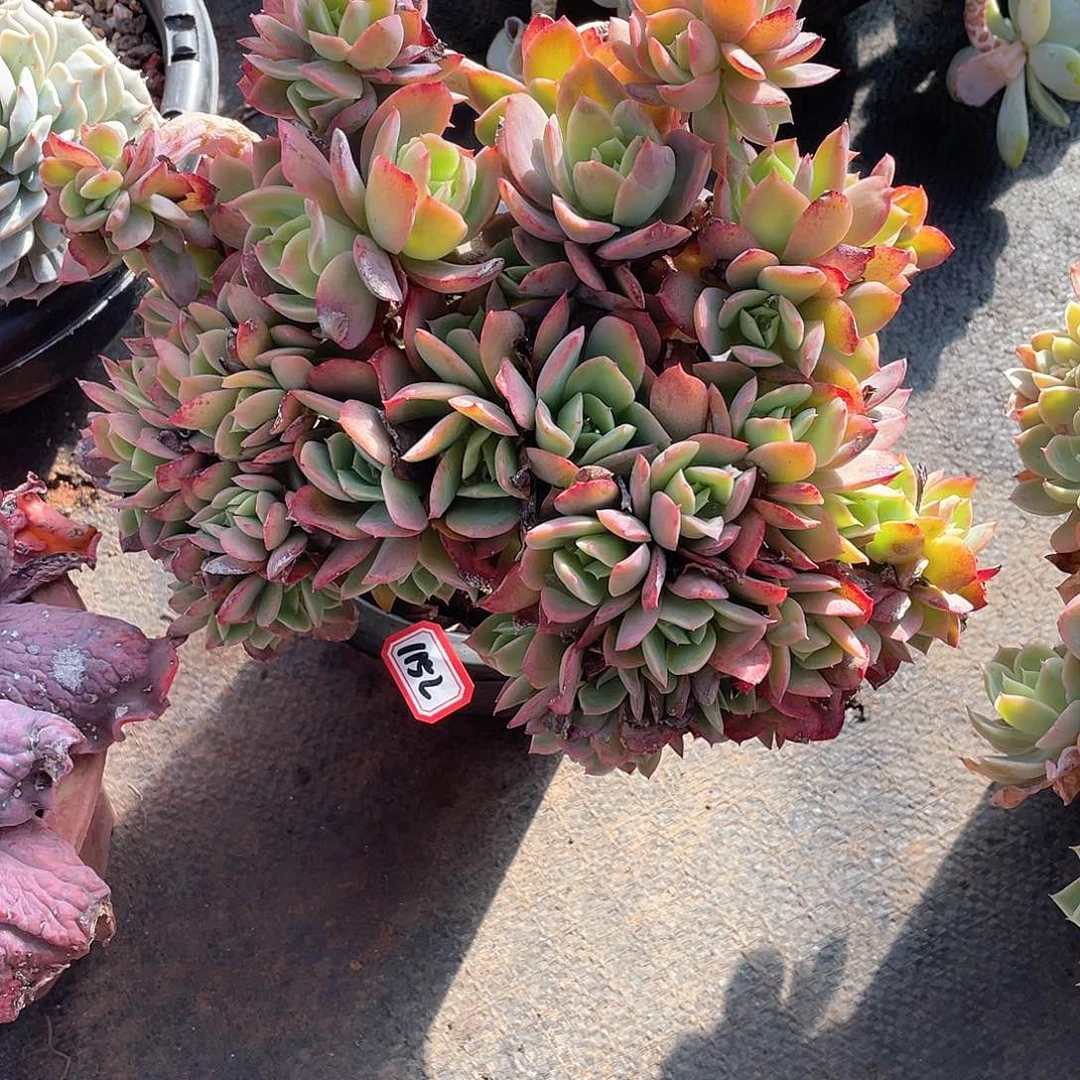 1152绮罗 一物一拍多肉