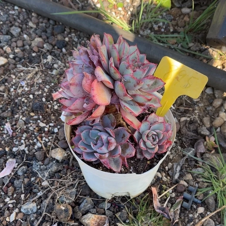 ᨳ***ᐝ赫拉多肉植物8 9 5