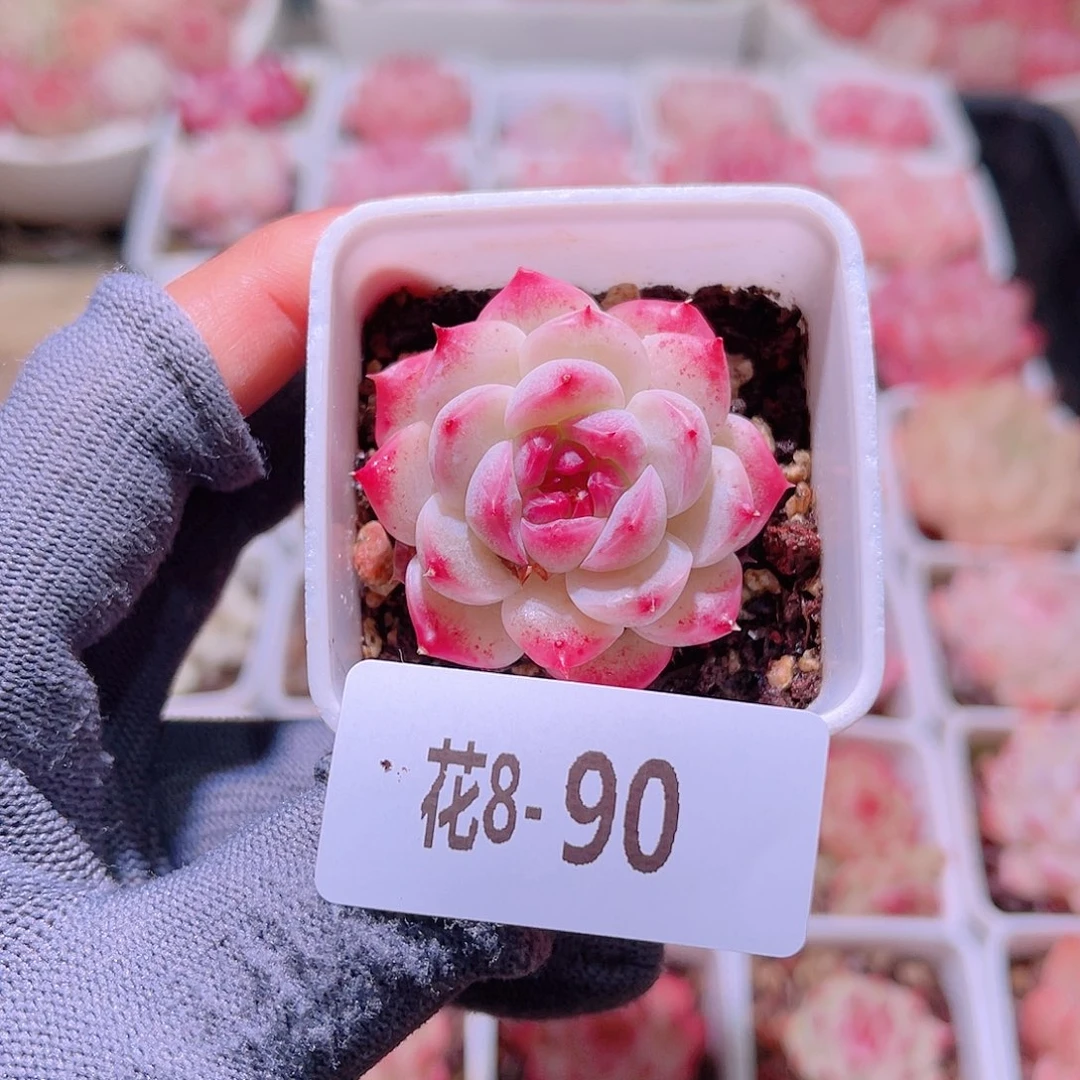 花08-90美瞳单头