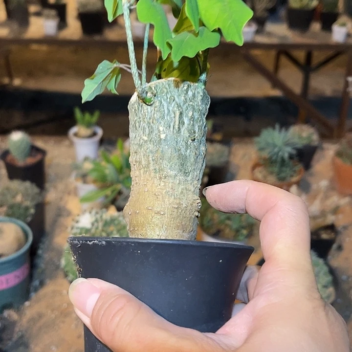 无花朵鳄鱼腺蔓一物一拍
