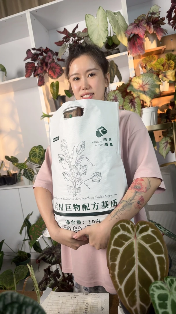 秋海棠自用巨物配方土