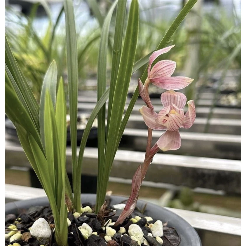 春兰-红塔宝鼎-人工种植组培小苗-连体3苗