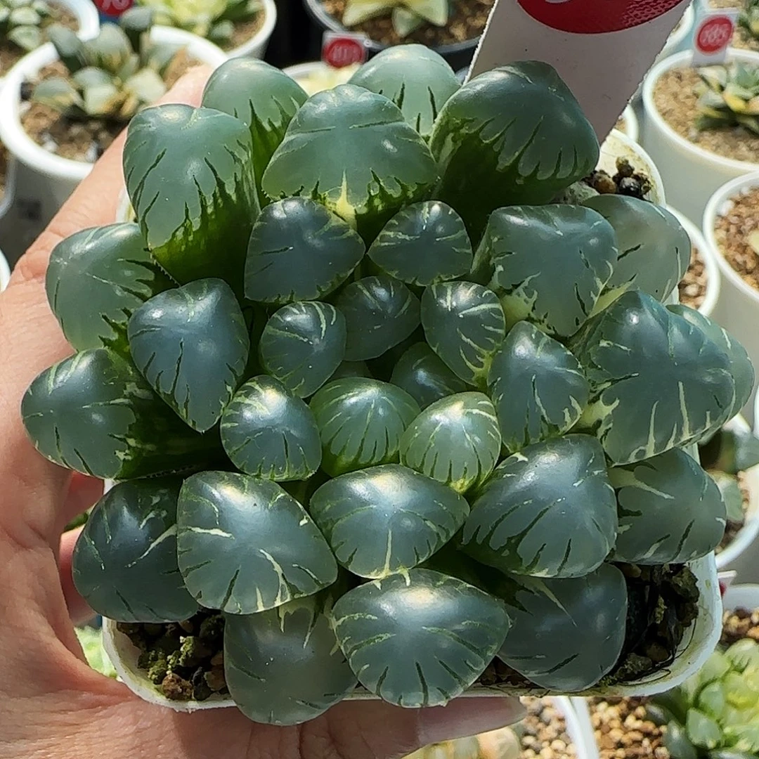 501号非组大窗冰灯玉露锦7.7左右一物一拍带盆土