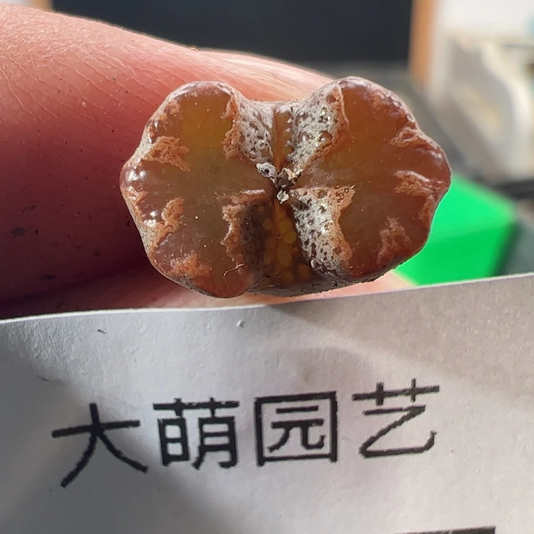 一物一拍。       245