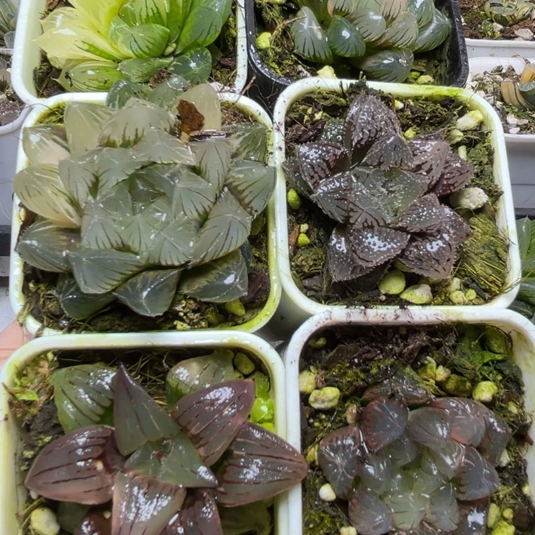 十二卷多肉植物1992六颗