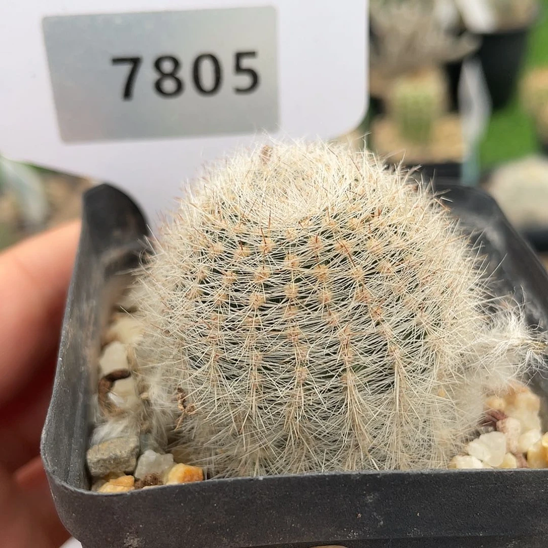 7805 莱克玛拉实生裸根满 39 包邮，非偏远地区