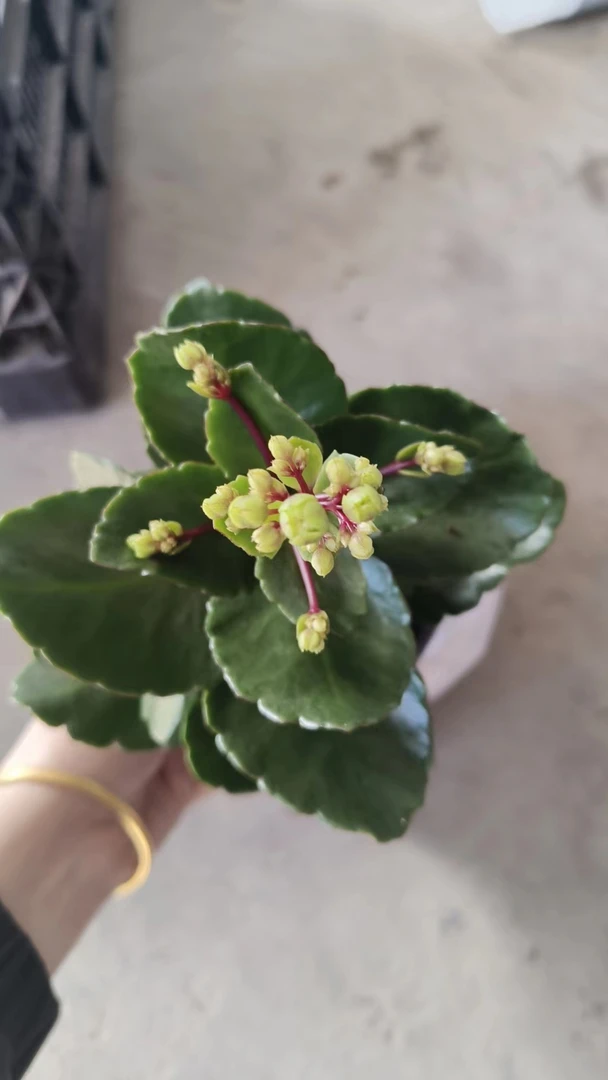 130仲夏夜之星长寿花