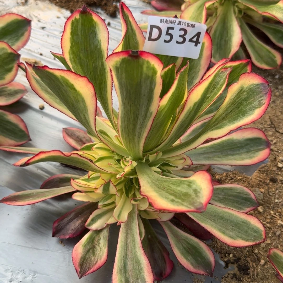 534魅影多肉植物