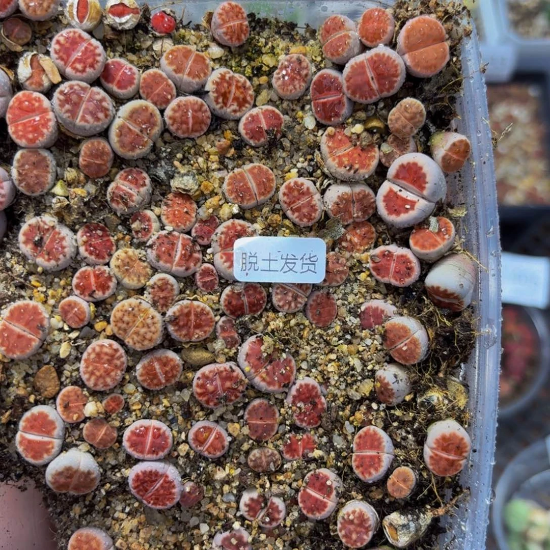 L***g1493 生石花和肉锥