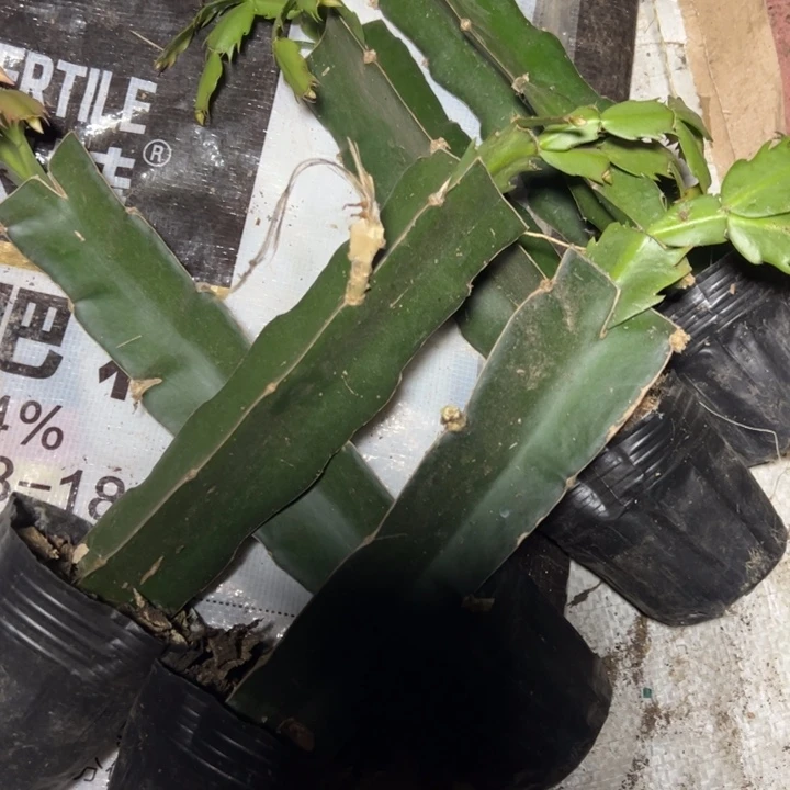 068嫁接一代小破苗瑕疵无售后一颗