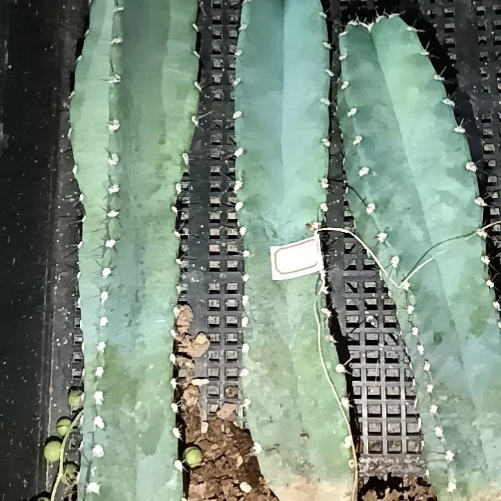 已***置潮流植物量天尺三颗6205