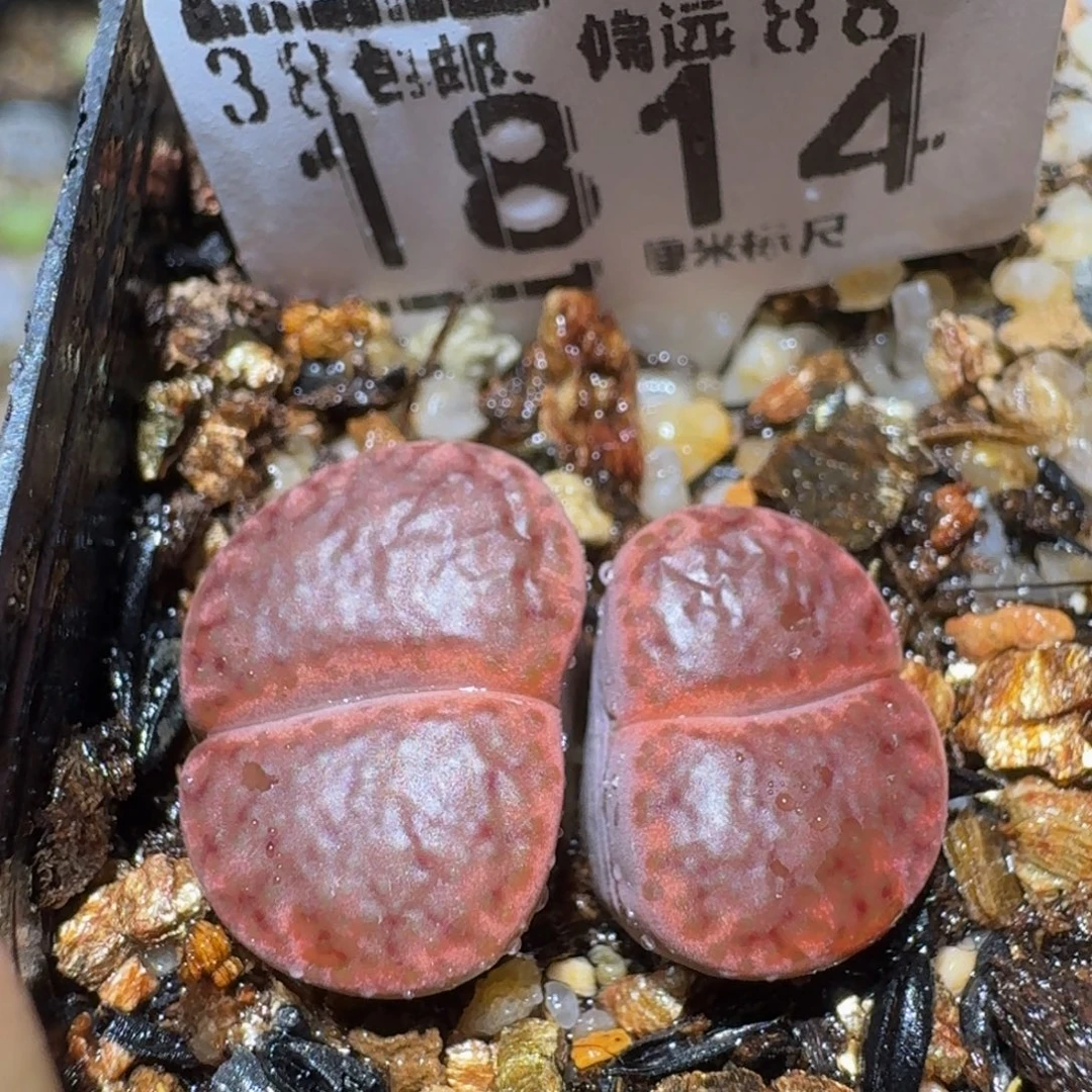 Ssss精品生石花1814皮面