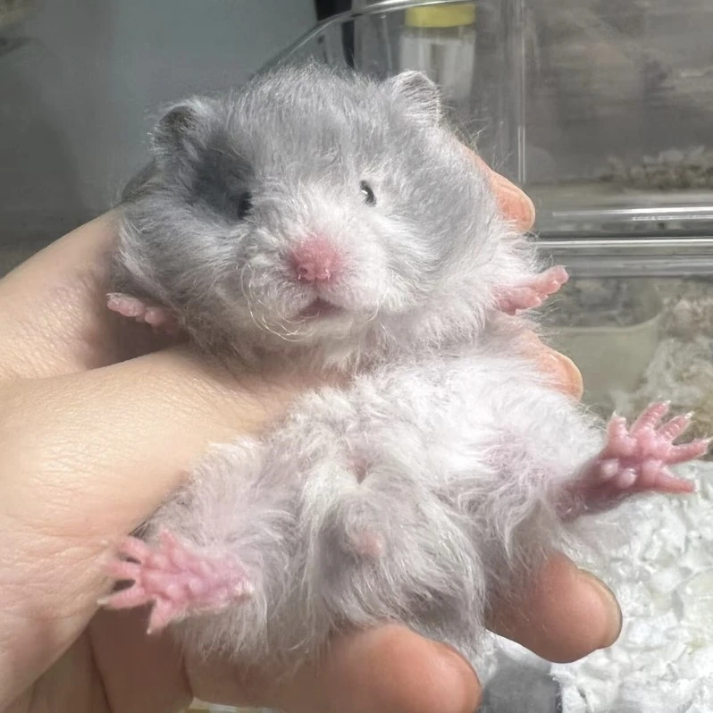 金丝熊长直毛波利纹仓鼠宠物冰袋波利用品金丝熊波利金丝熊