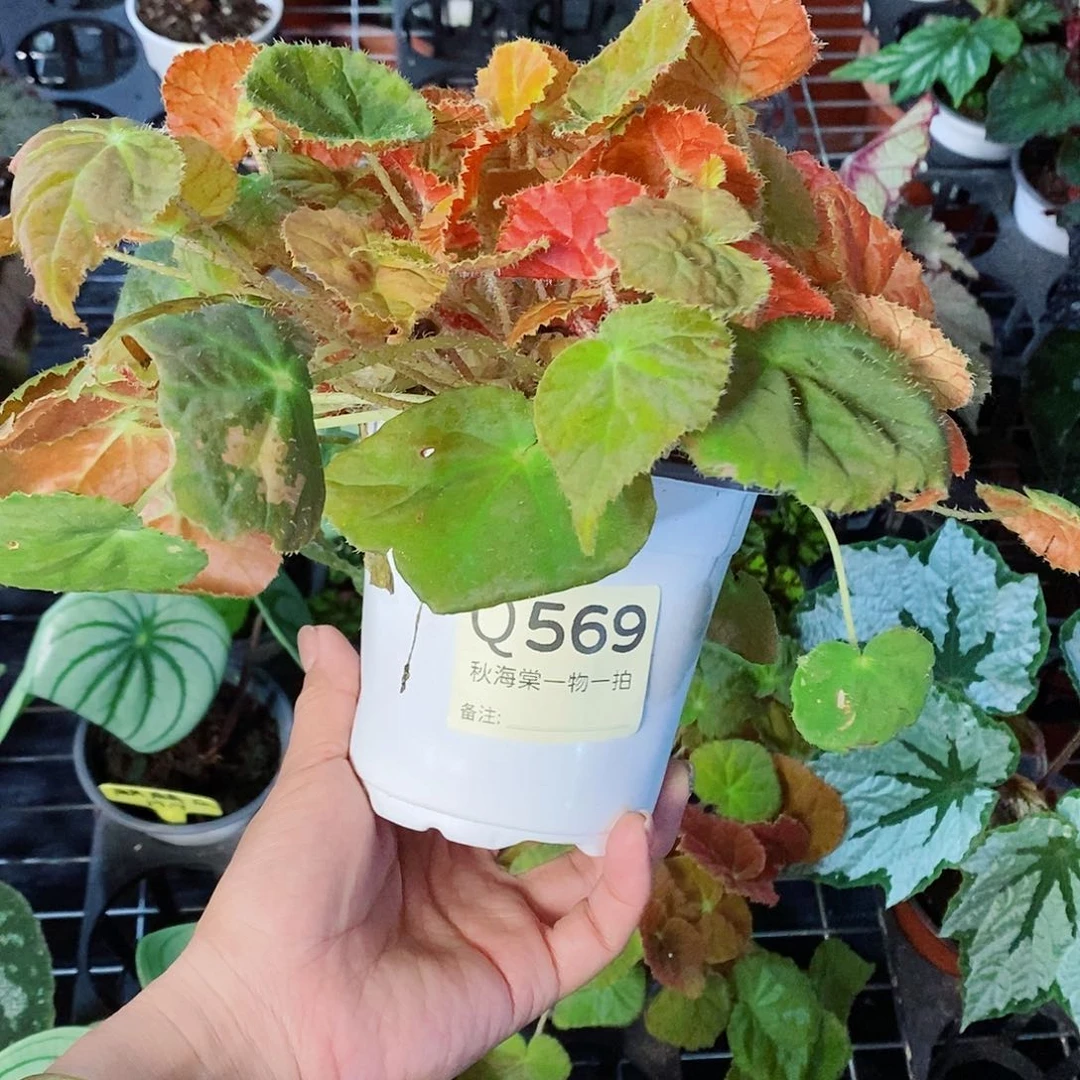 当前无花栽培后可以开花奈**吉秋海棠569