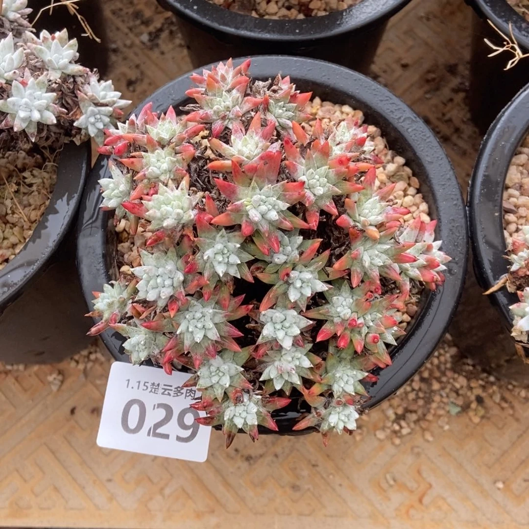 029土豆白菊多肉植物