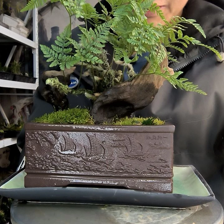 潇小盆景小植物一物一拍264