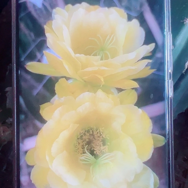 毛花柱卡迪斯侧芽拍一发二