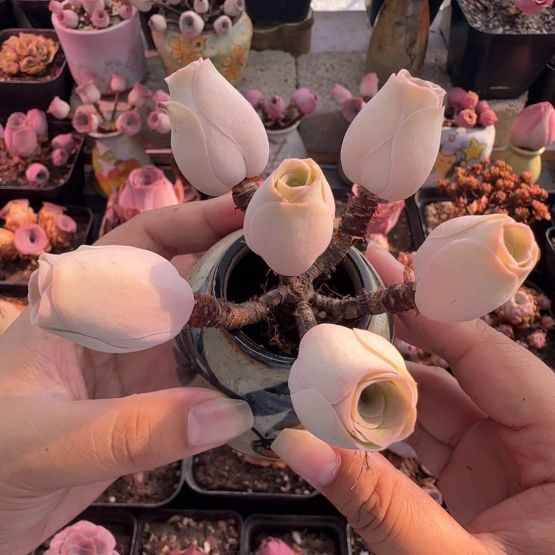 L238半城玫瑰造型桩不含盆