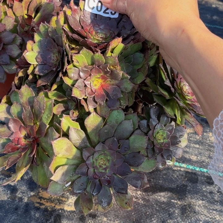 23多肉植物一物一拍