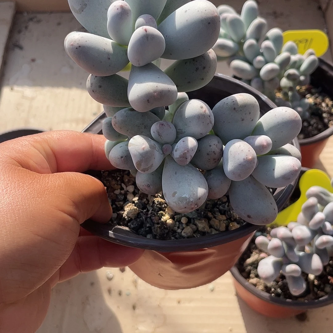 米可多肉植物群生891