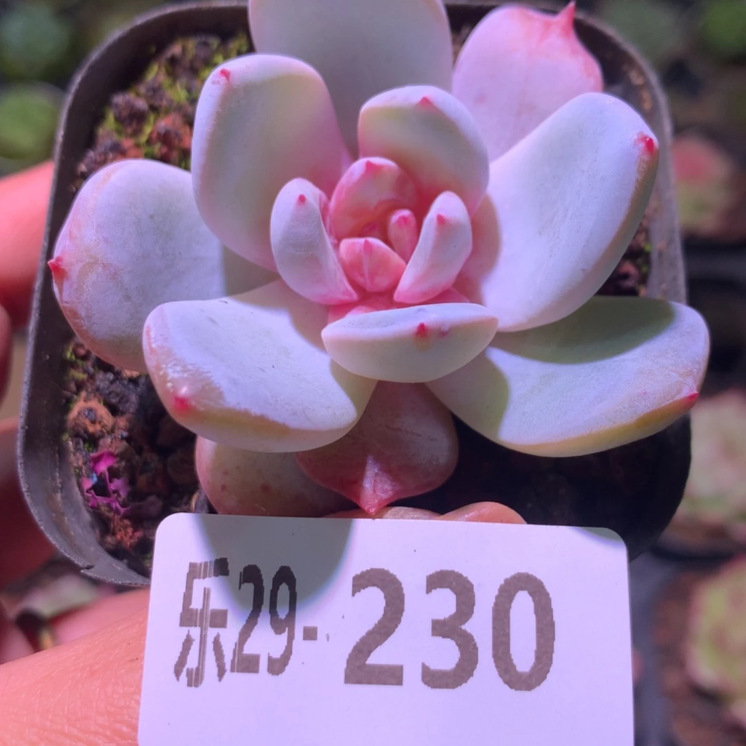 乐然29-230 糖心雪天使
