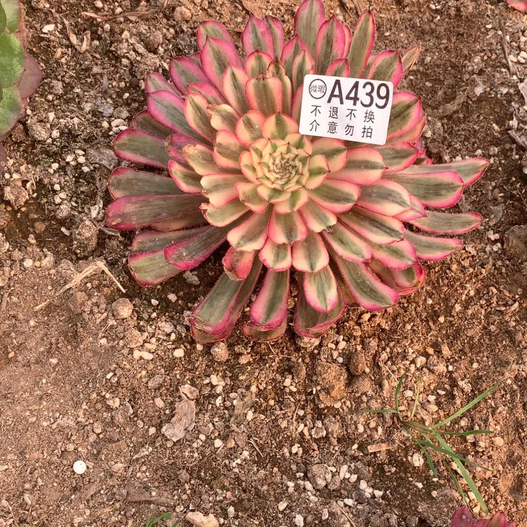 多肉植物白月光439