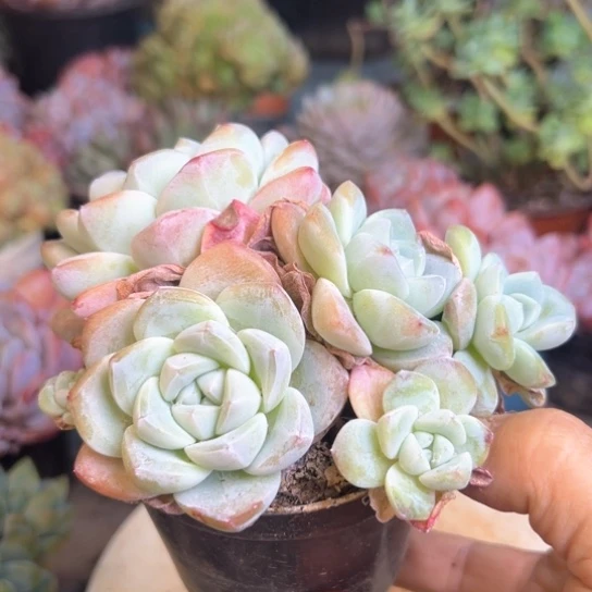 多头小冰玉多肉植物