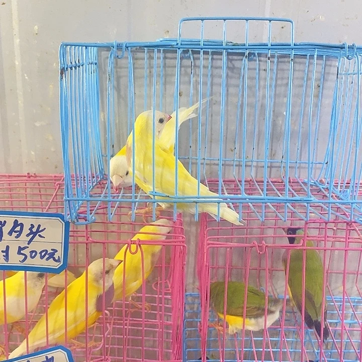 黑***米文鸟白头一对包活到家收到货拍开箱视频