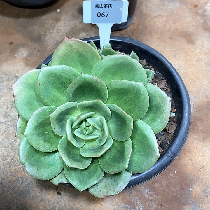 x067-直播福利 狮子王