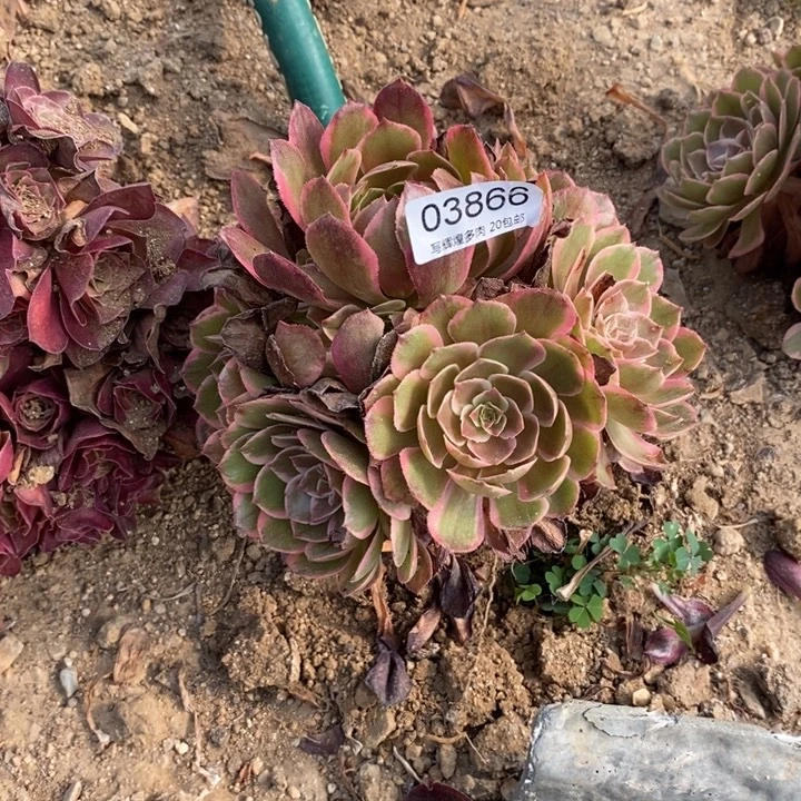 03866粉花妖多肉植物