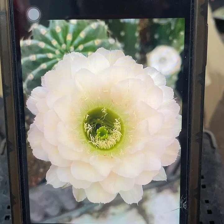 嘟8号3.2一代带根球