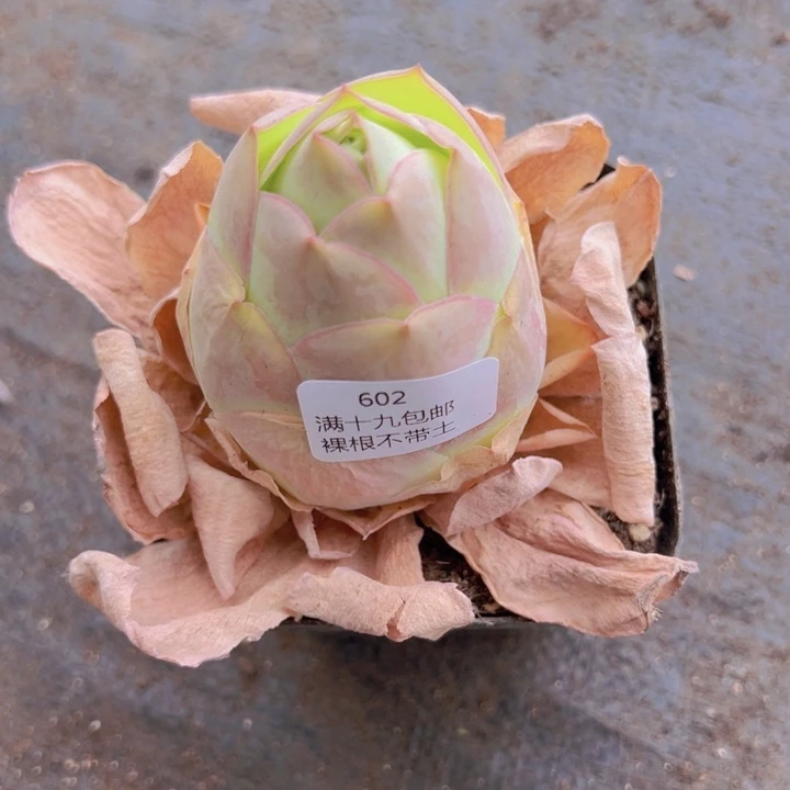 602 裸根不带土发货不包损
