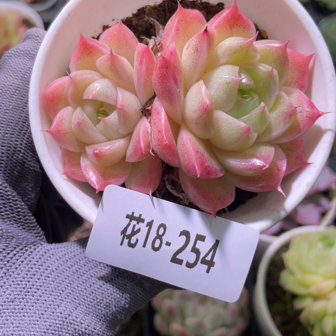 白天鹅18-254麦秆