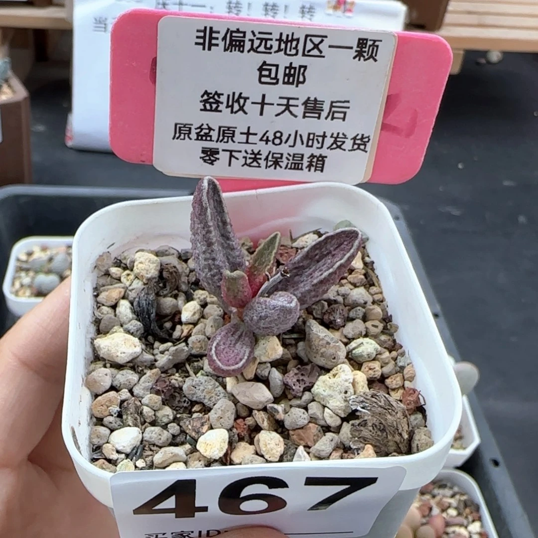 467楞叶猪肝多肉