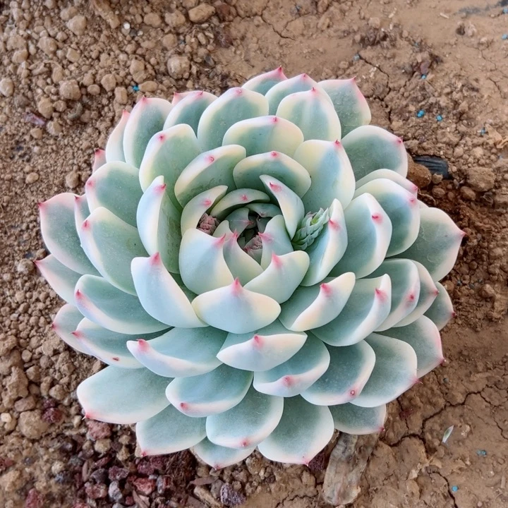 朵*精品多肉植物老桩