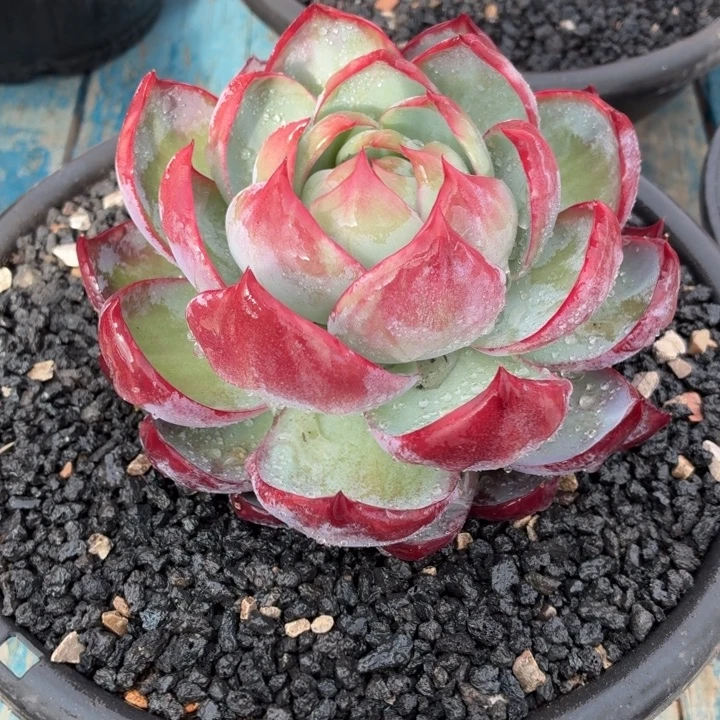 多肉植物惊鸿仙子