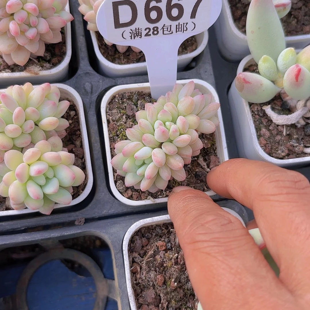 D667冰激淋一物一拍