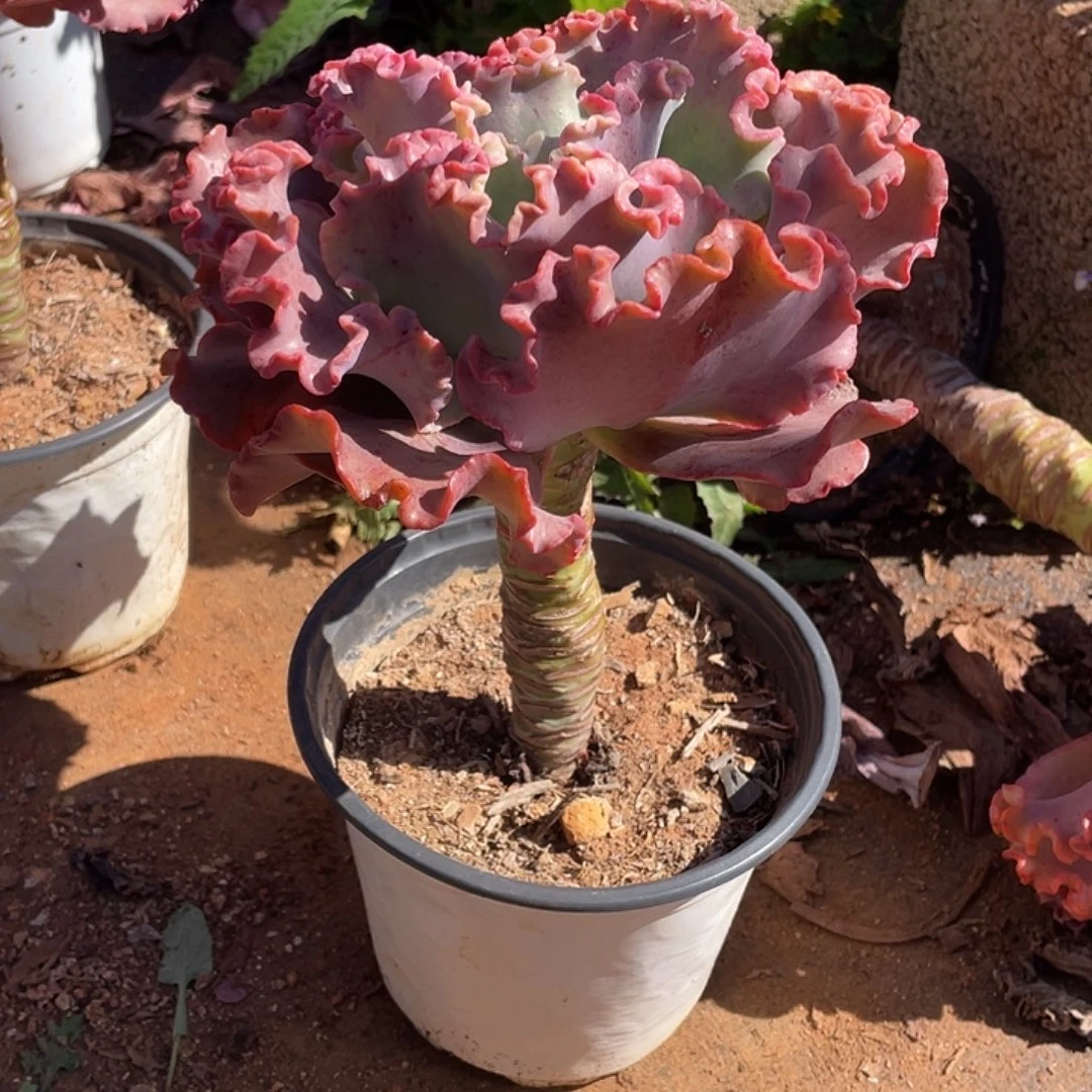 小***子95号包菜系列多肉植物1棵