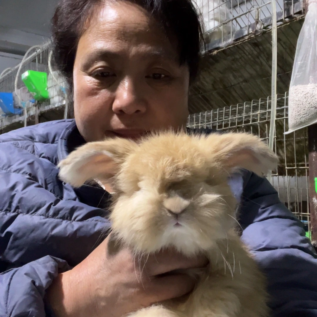 宠物兔英系安哥拉兔