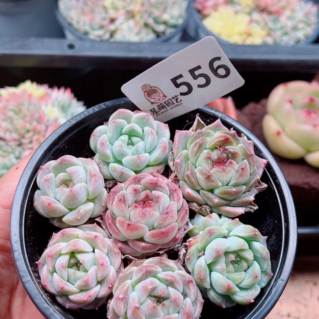 多肉植物多肉植物