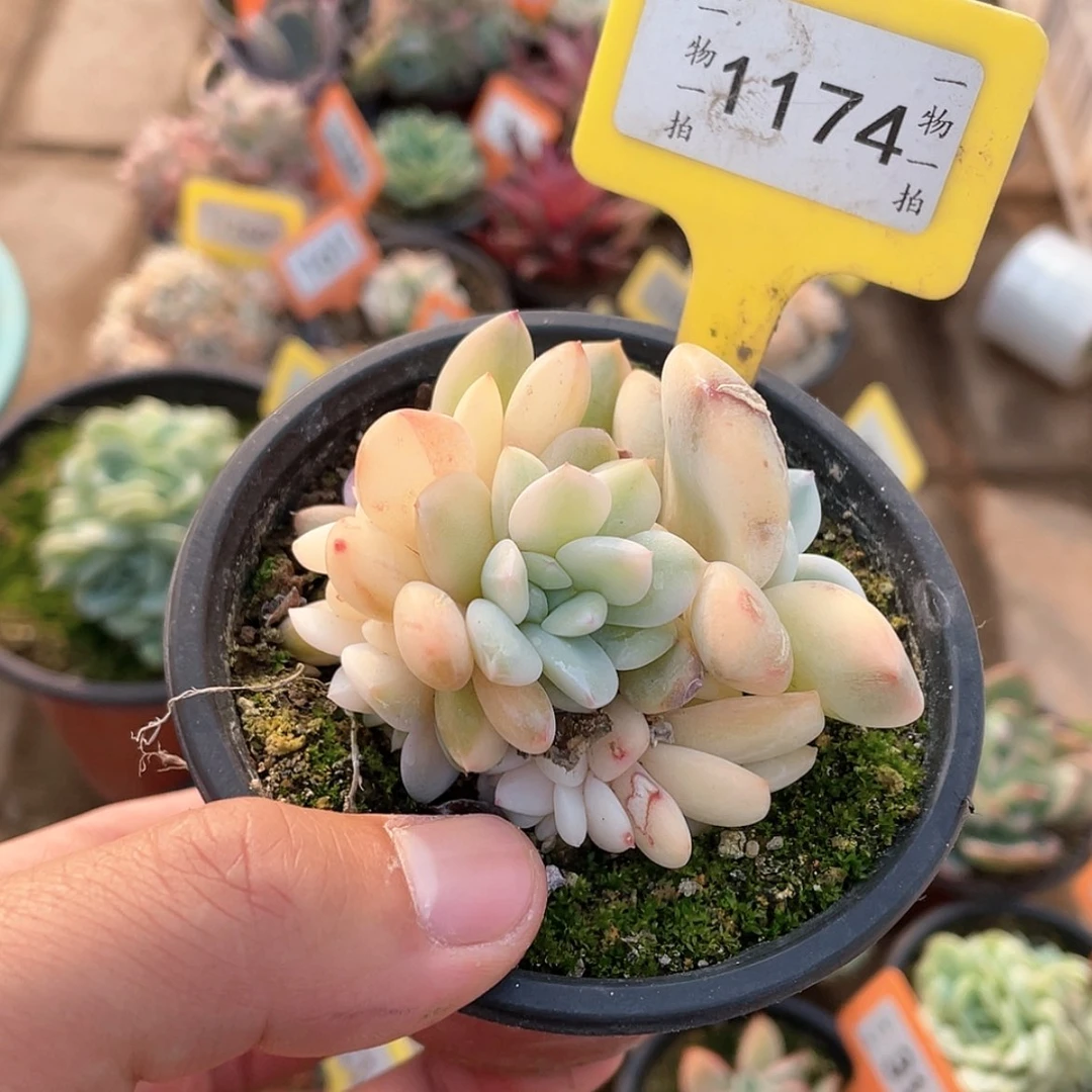 【闪购商品】1174号底座