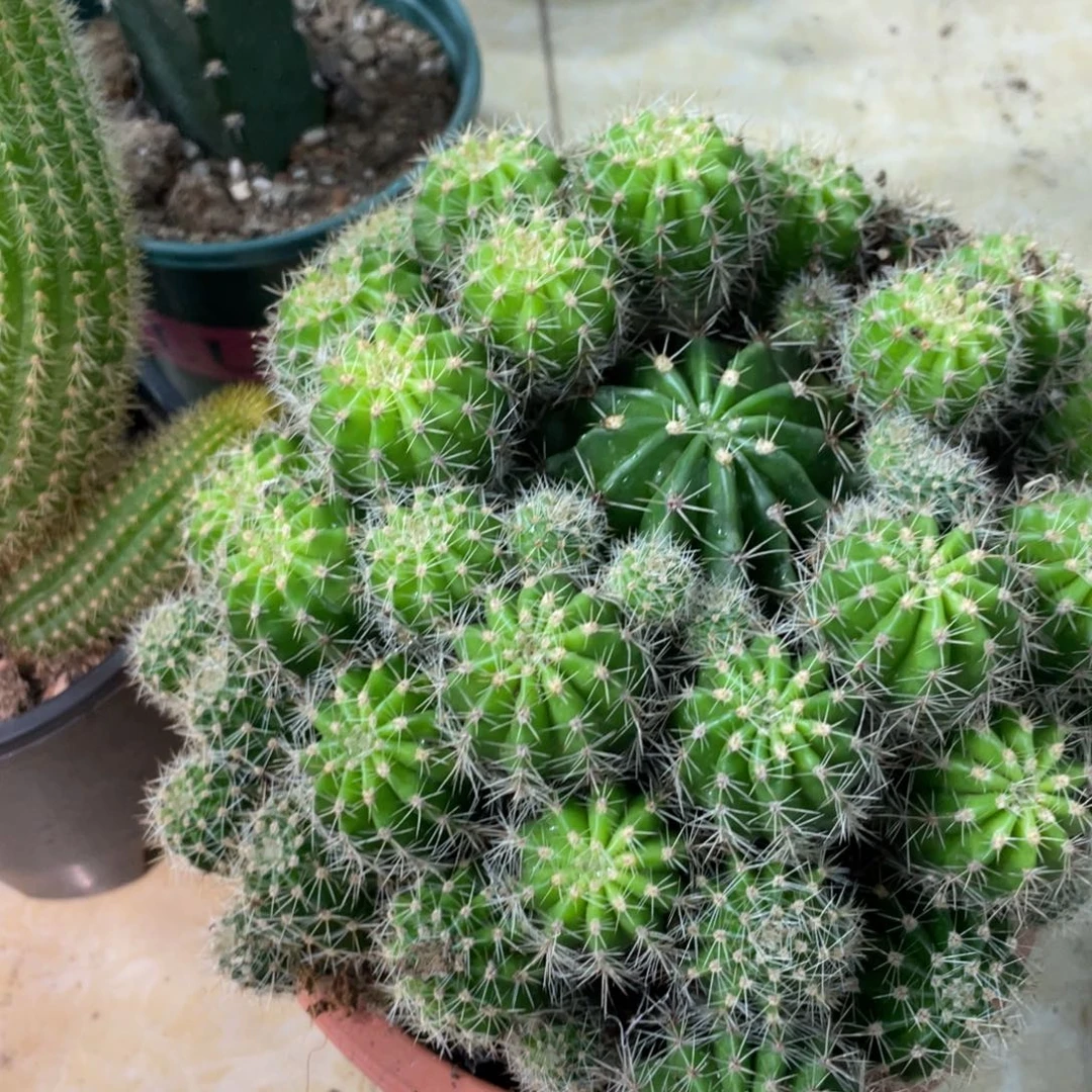 新品德系彩草群生一物一拍111