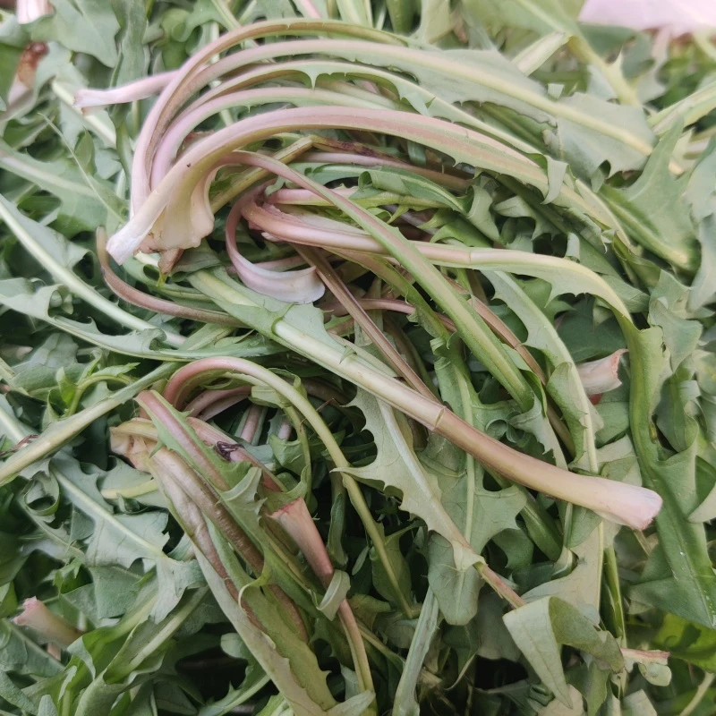 东北新鲜现摘婆婆丁保温箱吸水棉发货蘸酱菜一斤二斤顺丰特快包邮