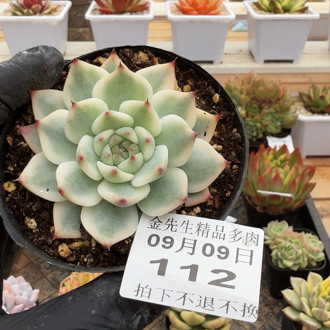 0909-112吉娃娃锦