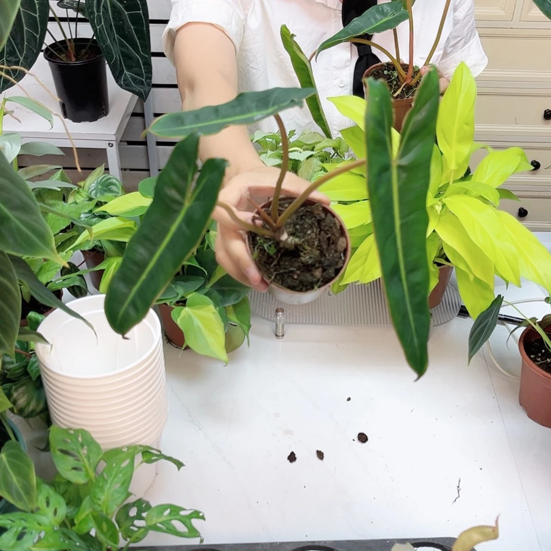 无花朵量拍 90#小橙柄