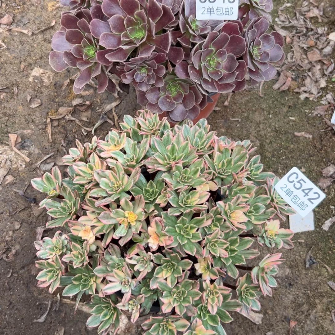 不***心543-542多肉  2颗不包断头