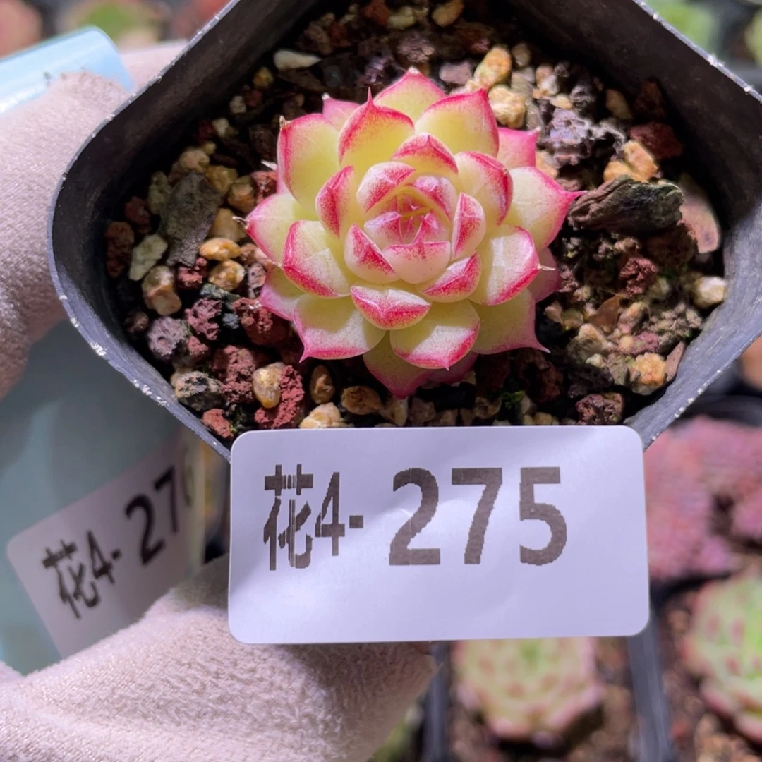 花利美 4-275女王玫瑰