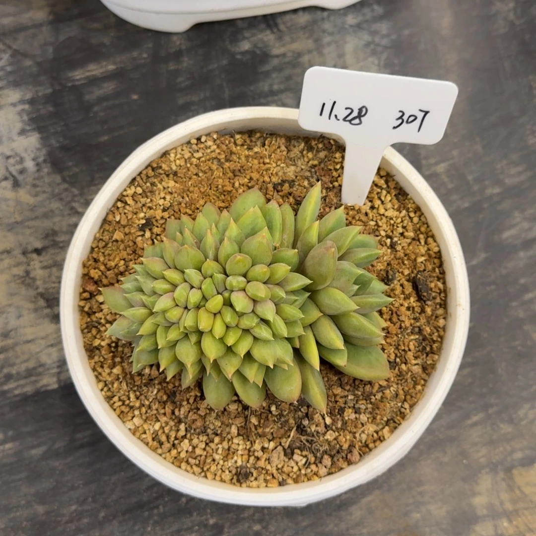 一物一拍红象牙缀化307