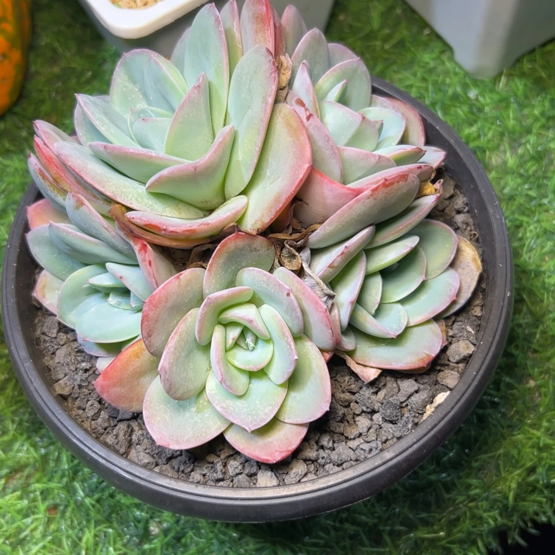 布，蓝，多头竞拍。…………